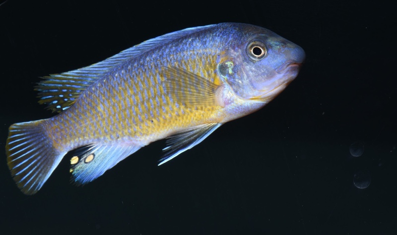 Labeotropheus fuelleborni 'Katale Island'